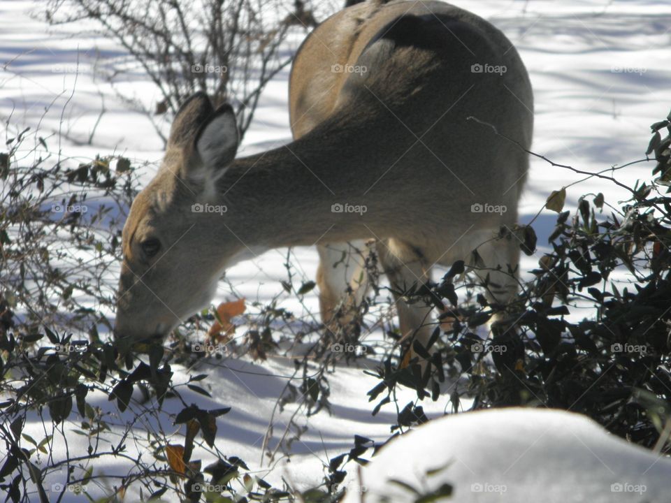 Deer in Winter