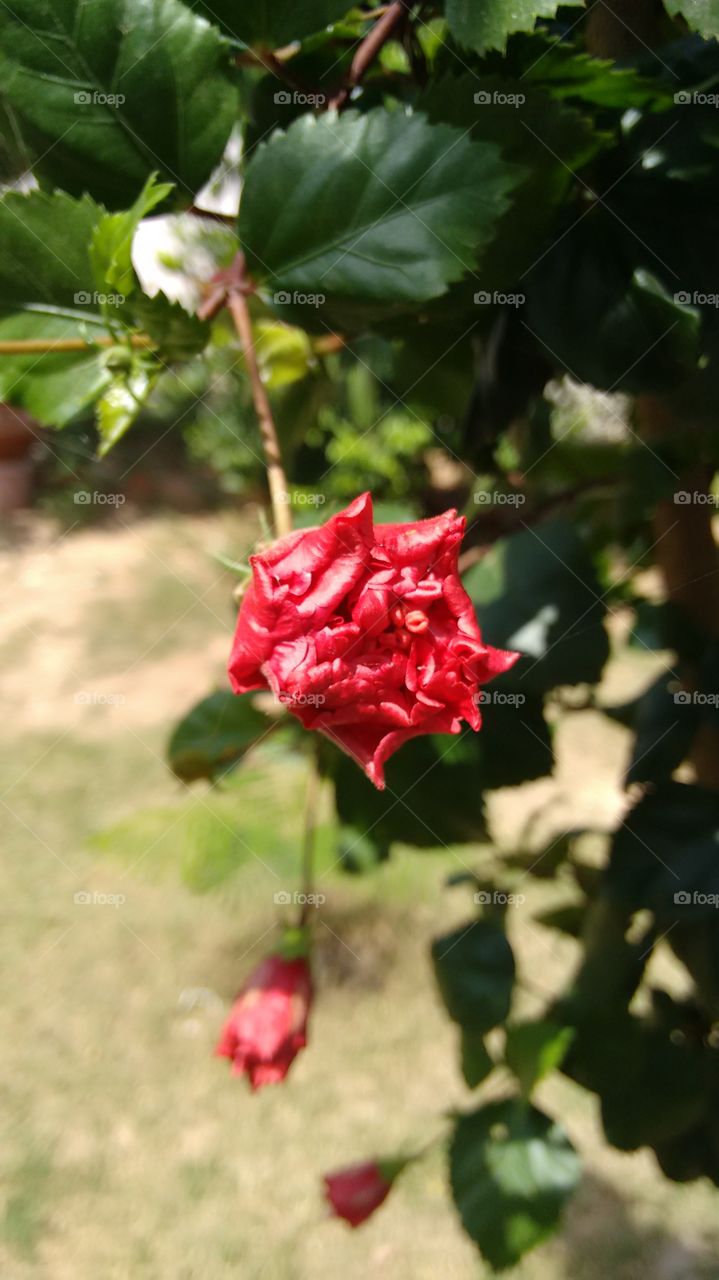 flower. i captured this pic in my garden