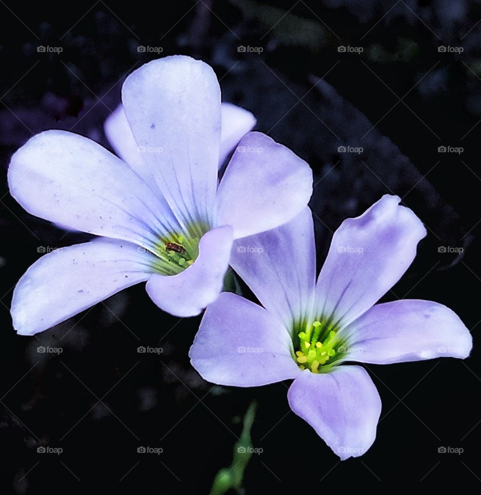 close up image of purple flower