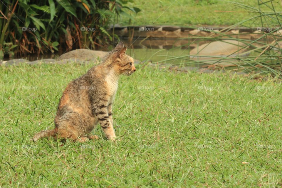 A cat sitting on a green field