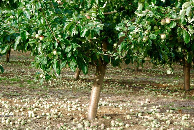Apples in kivik