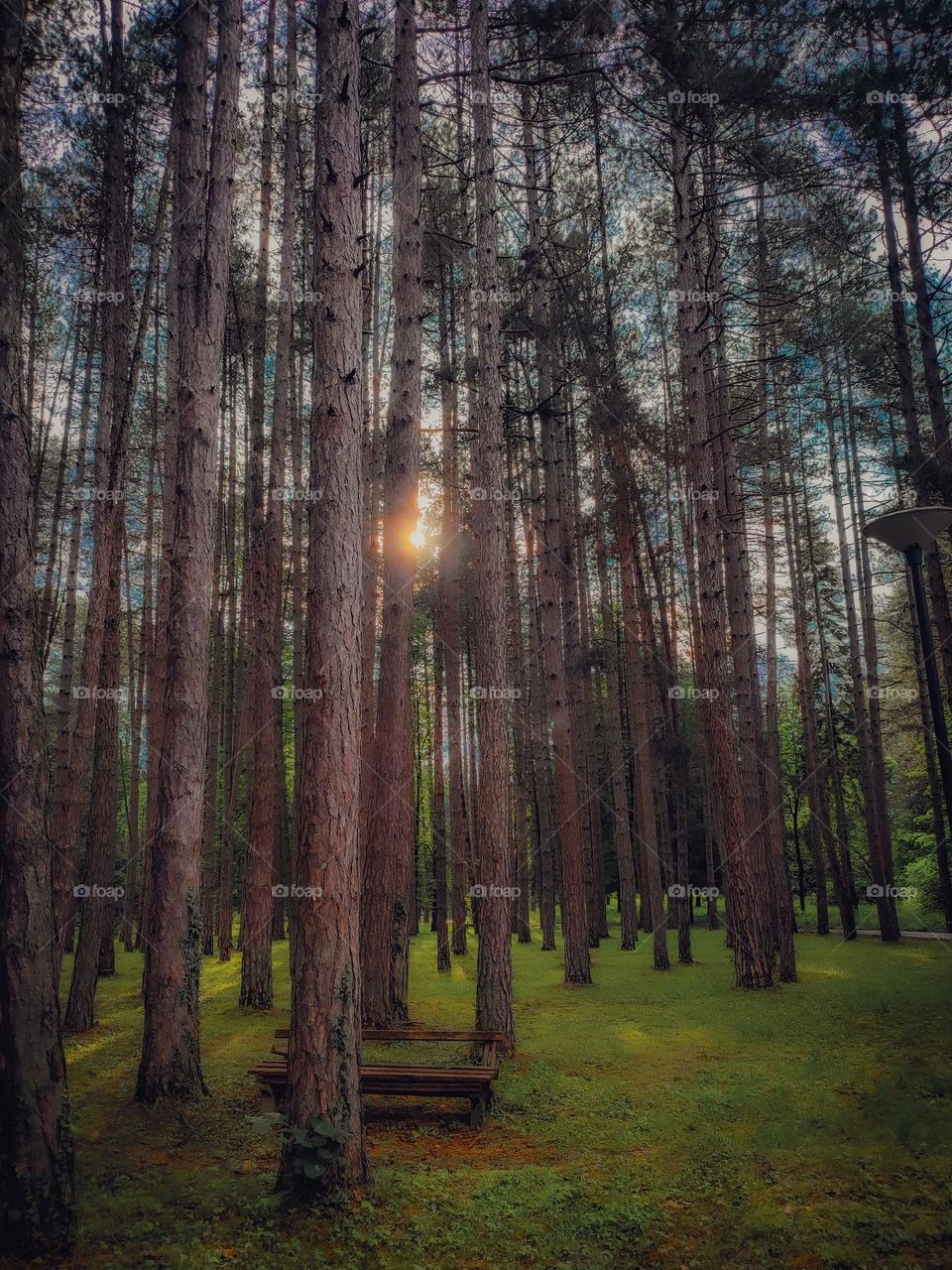 Sunlight in the forest