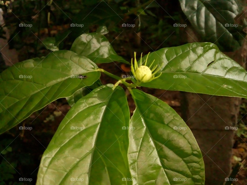 jasmine leaf's