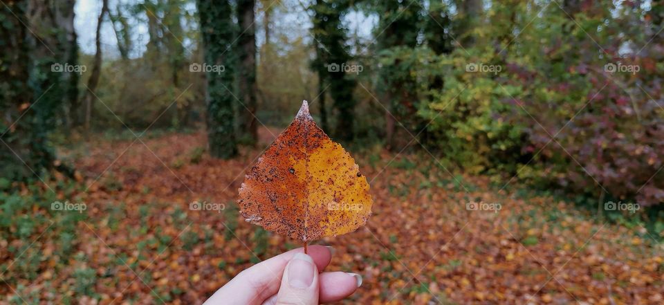 Through the foliage🍁🍂