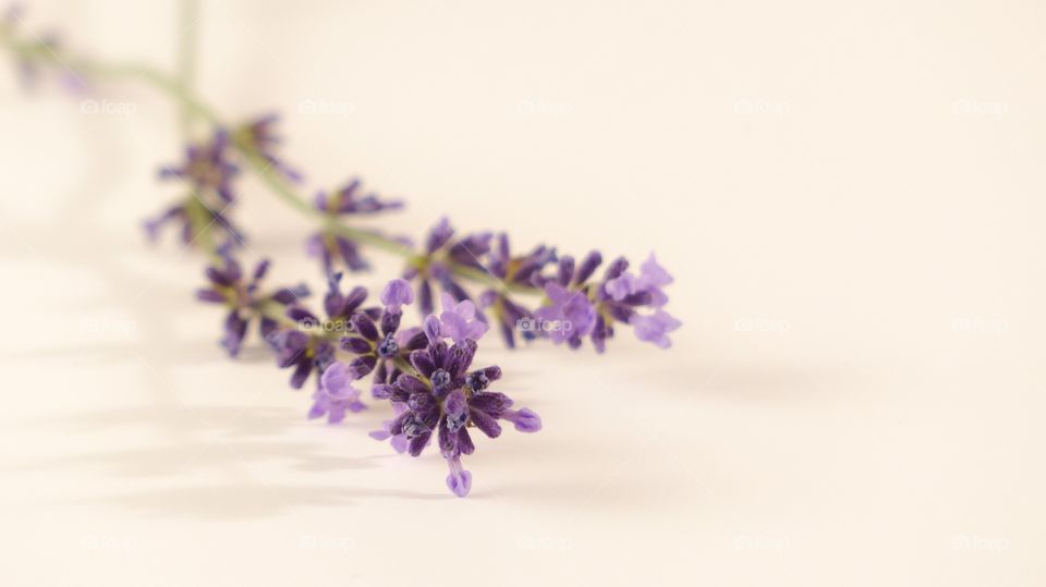 Lavender flowers