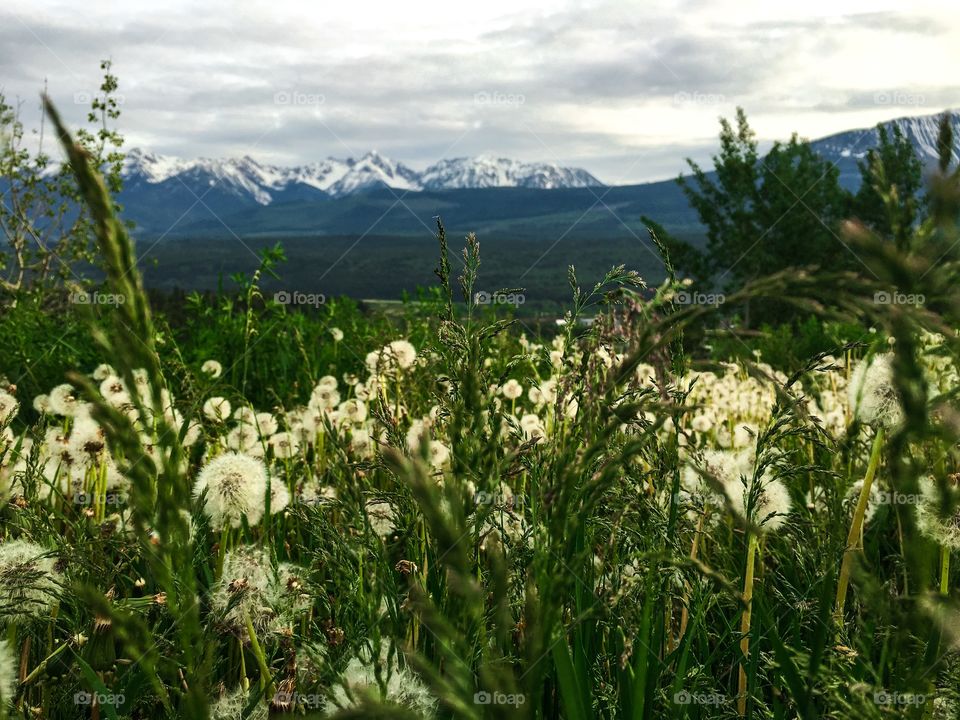 View of Canada's snowy Rocky Mountains from low pov in alpine meadow filled with seeding dandelions, grasses and wildflowers