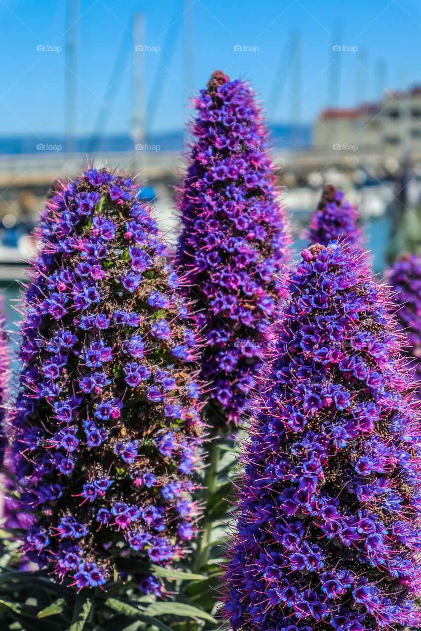 Beautiful purple cone shaped flowers clusters shimmering in sun in San Francisco with a sailboat marina and the bay in the background 