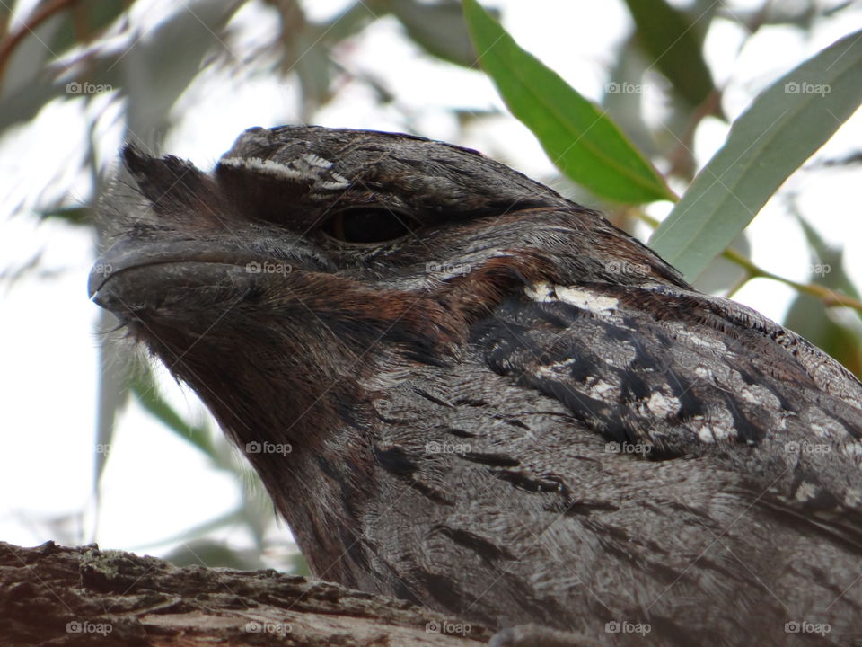 Tawny frogmouth owl