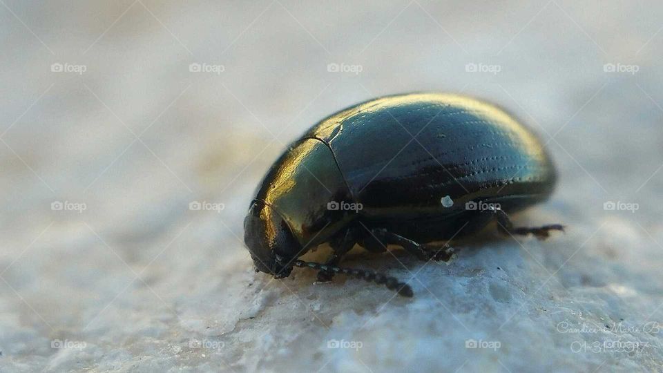 Beetle on the Stone