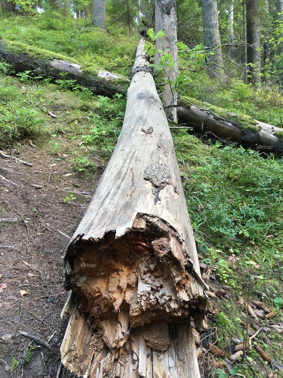 Getåravinen Nature Reserve, Kolmarden, Sweden