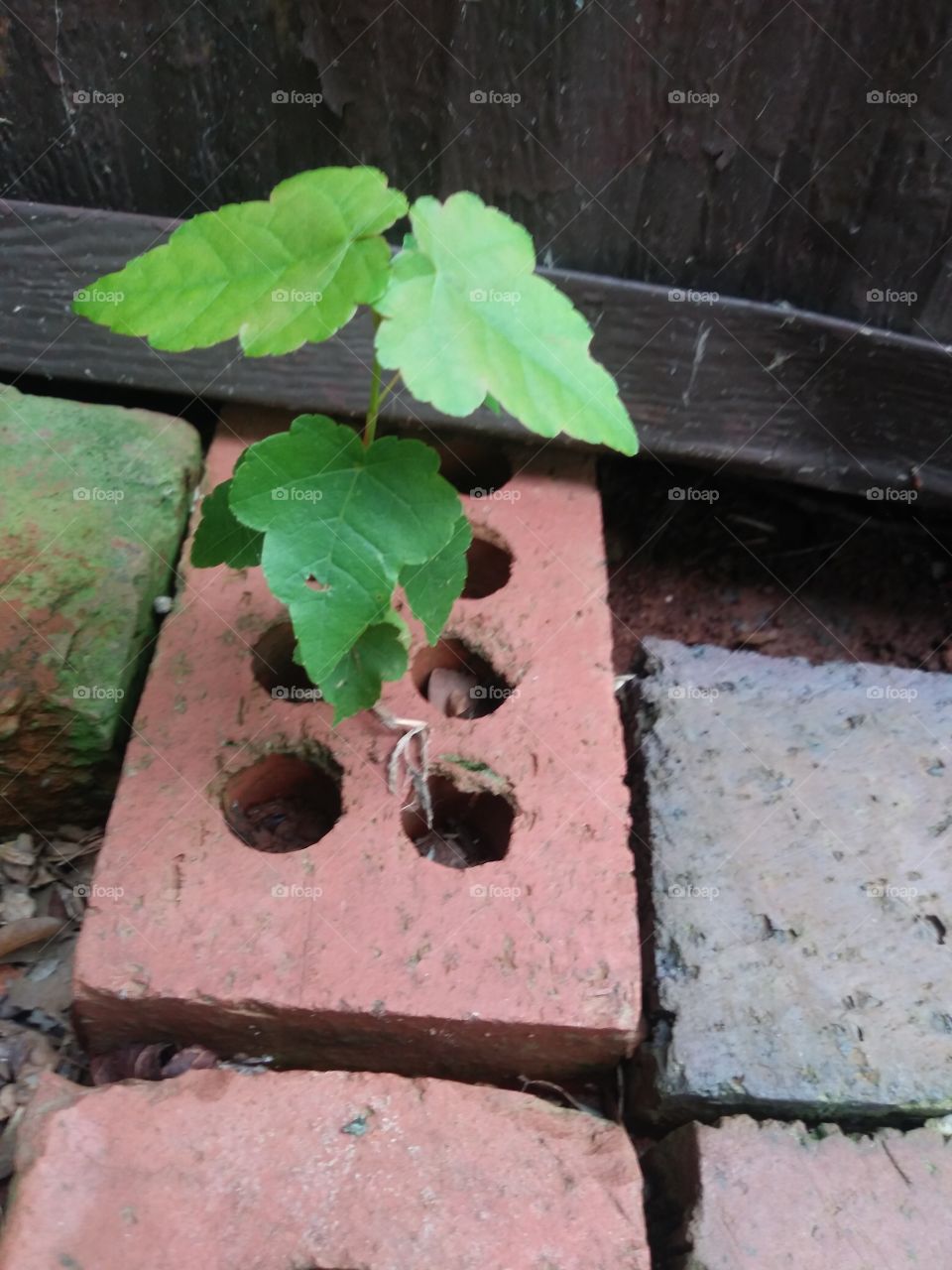 plant inside bricks