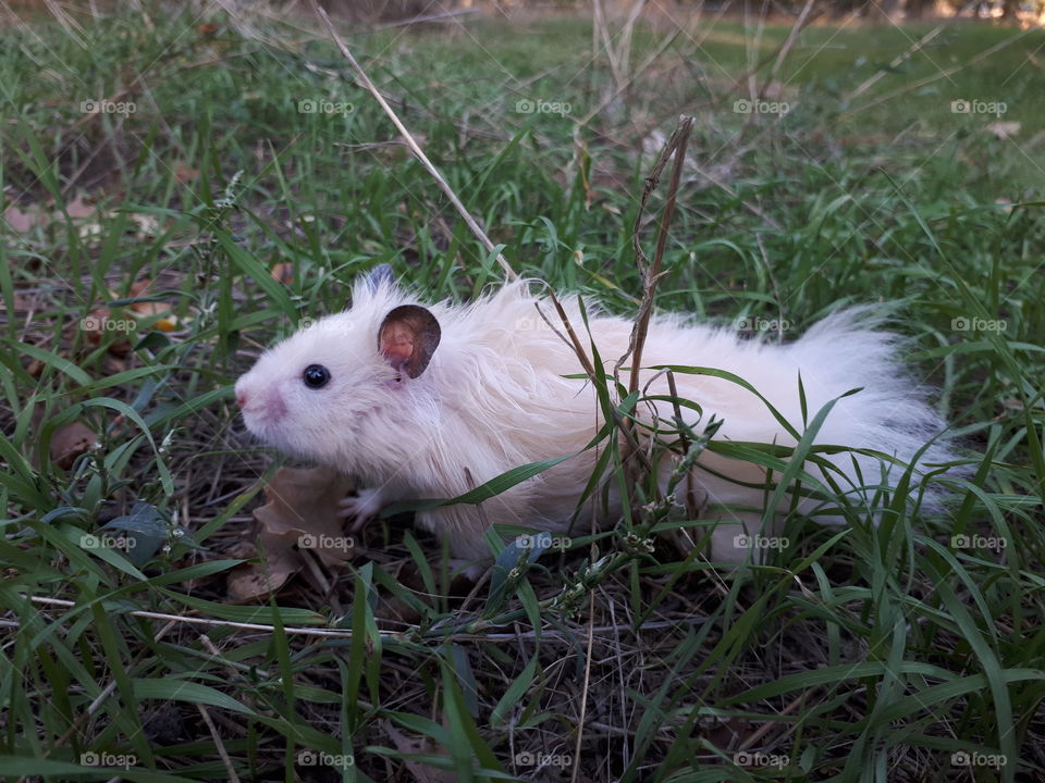 Hamster walking outside