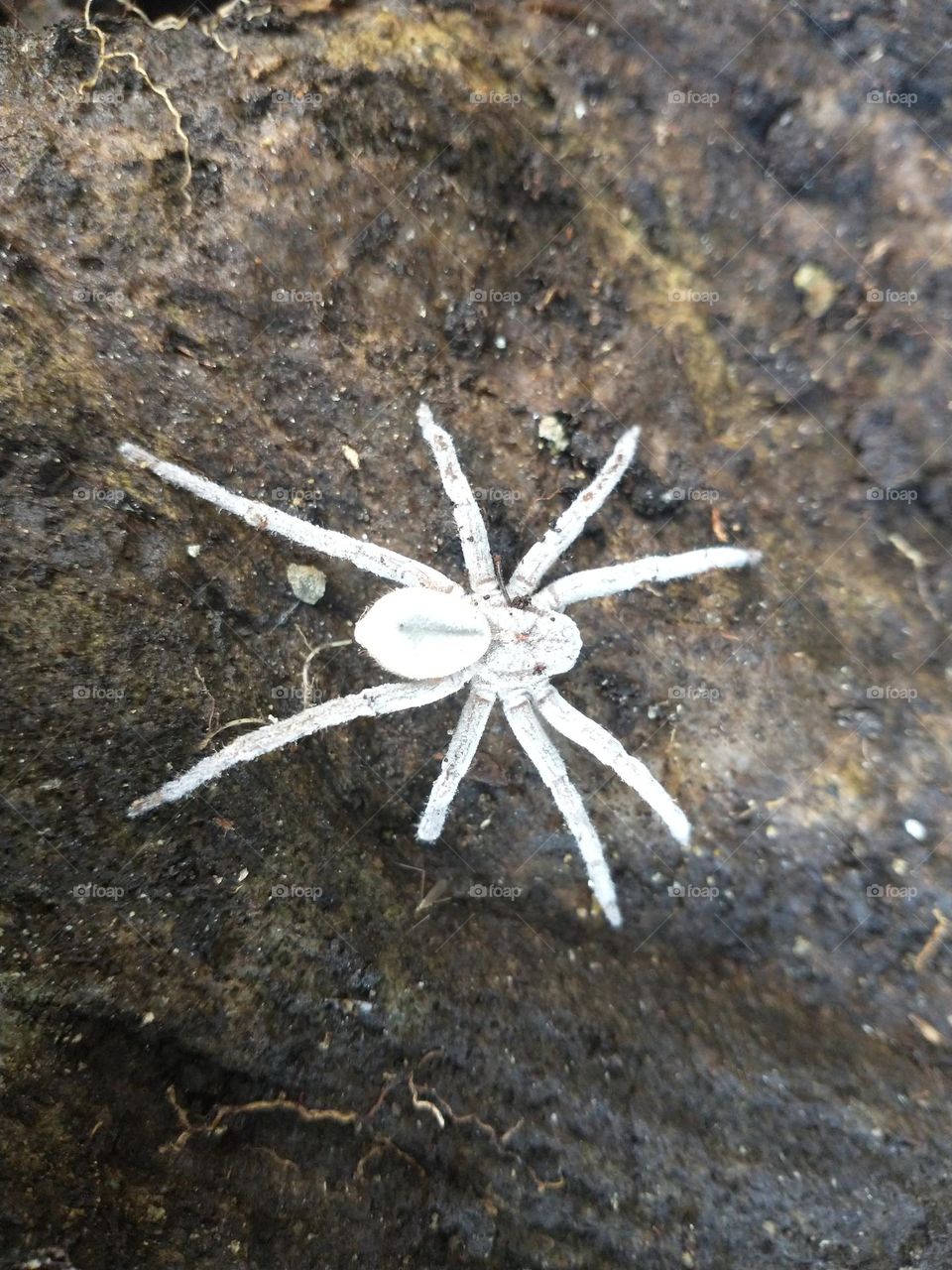 aranha albina 2