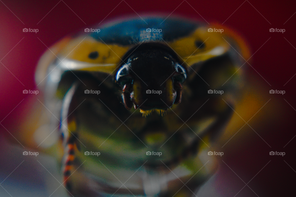 Yellow and black beetle