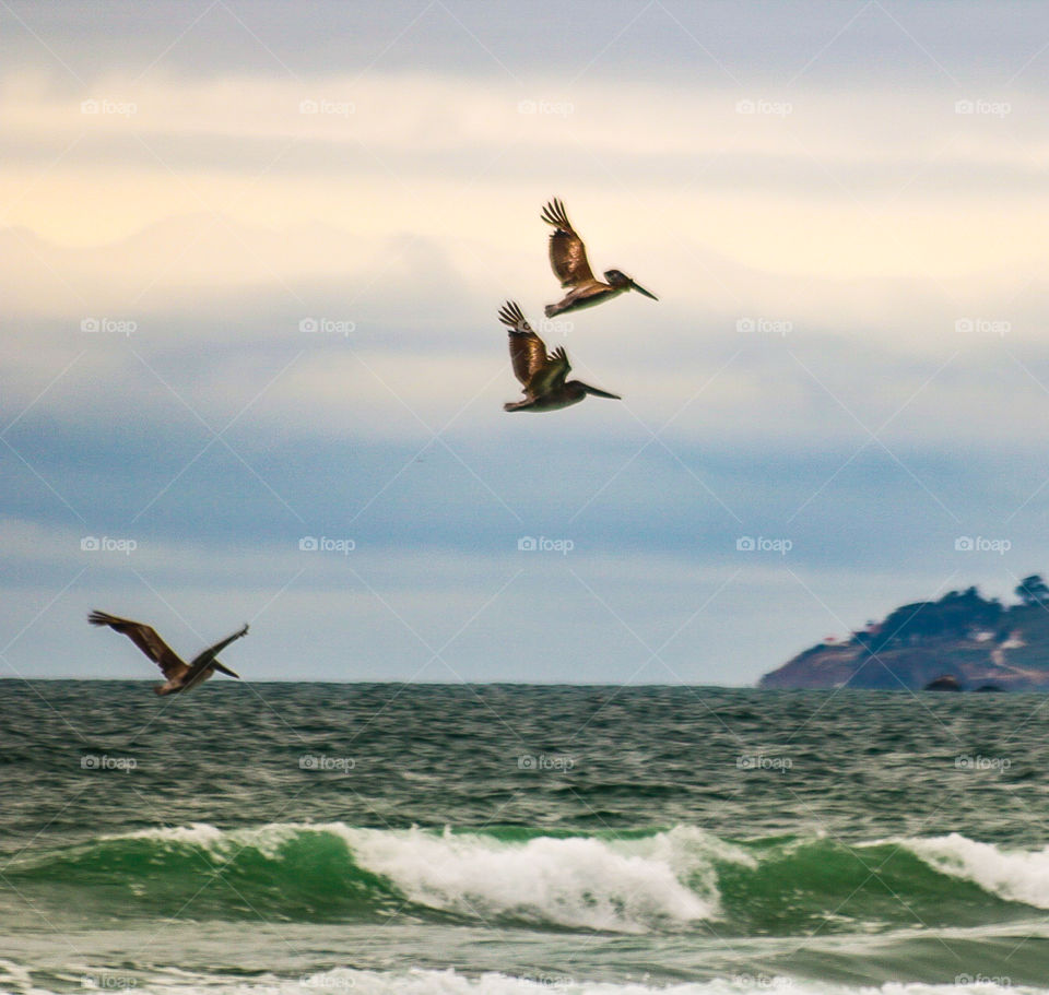 Flight of the Pelicans