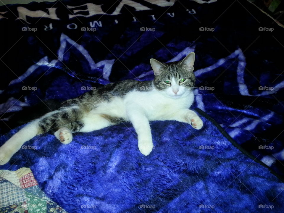 Kitten on a blanket