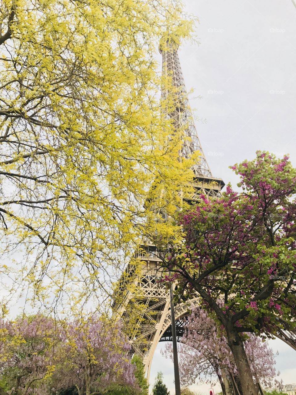 Spring in paris 