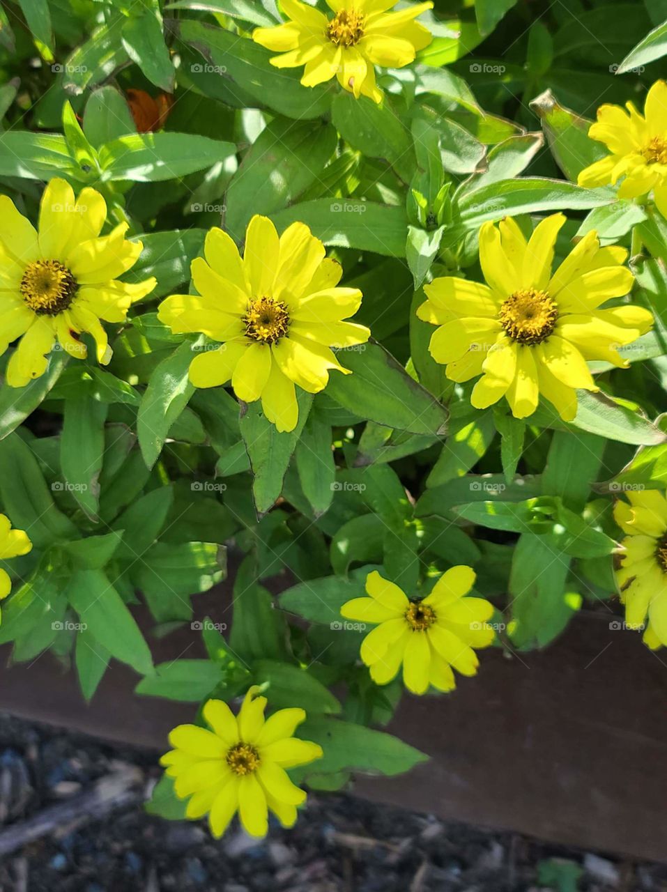 Yellow Flowers