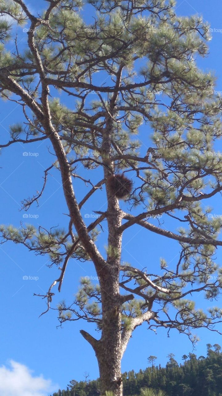 nido en un árbol la naturaleza es vida