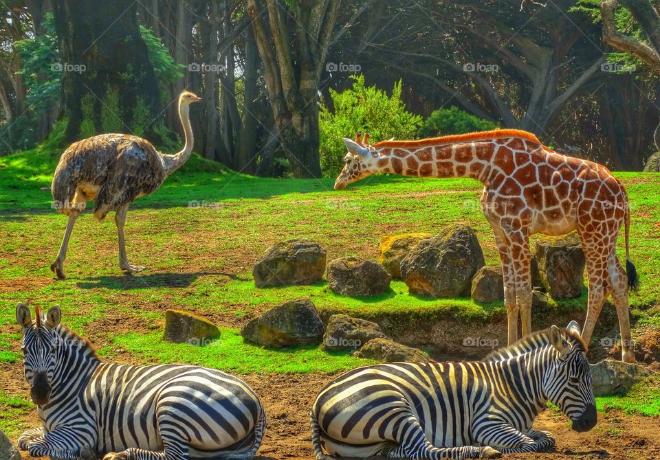 Giraffe With African Wildlife