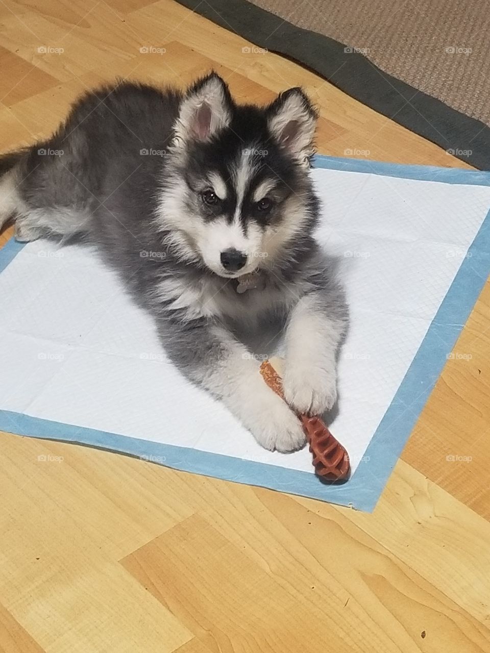 Alaskan Malamute Chewing on Bone