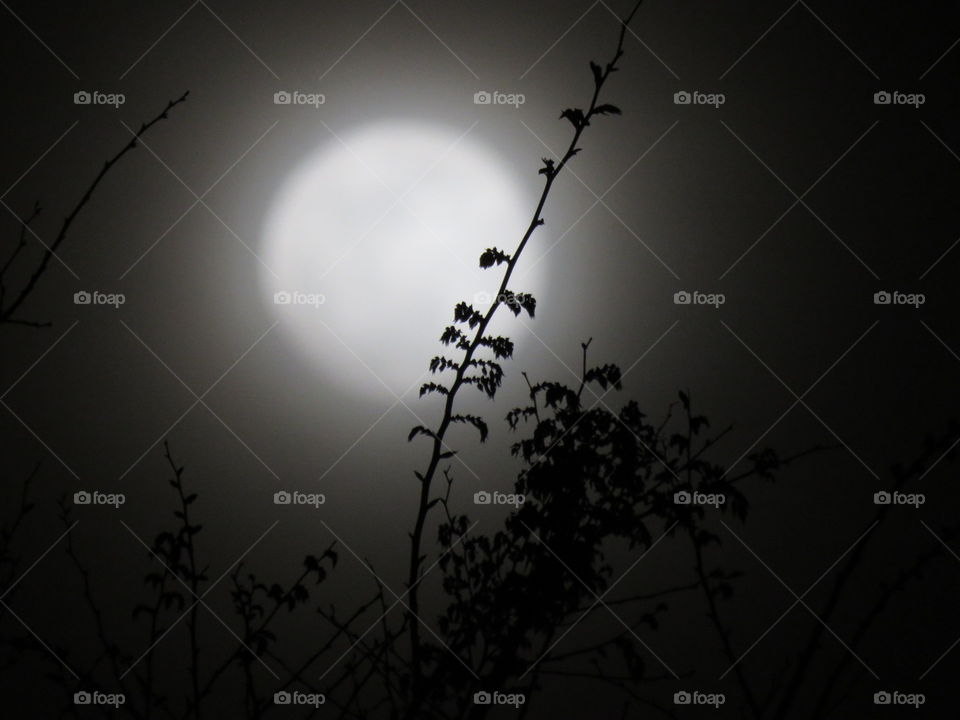 Misty moonlight night