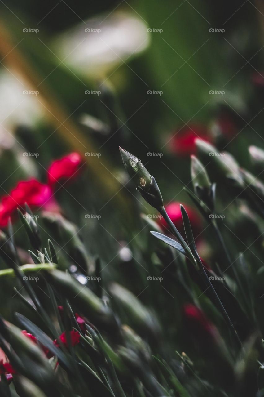 flowers grass spring rain