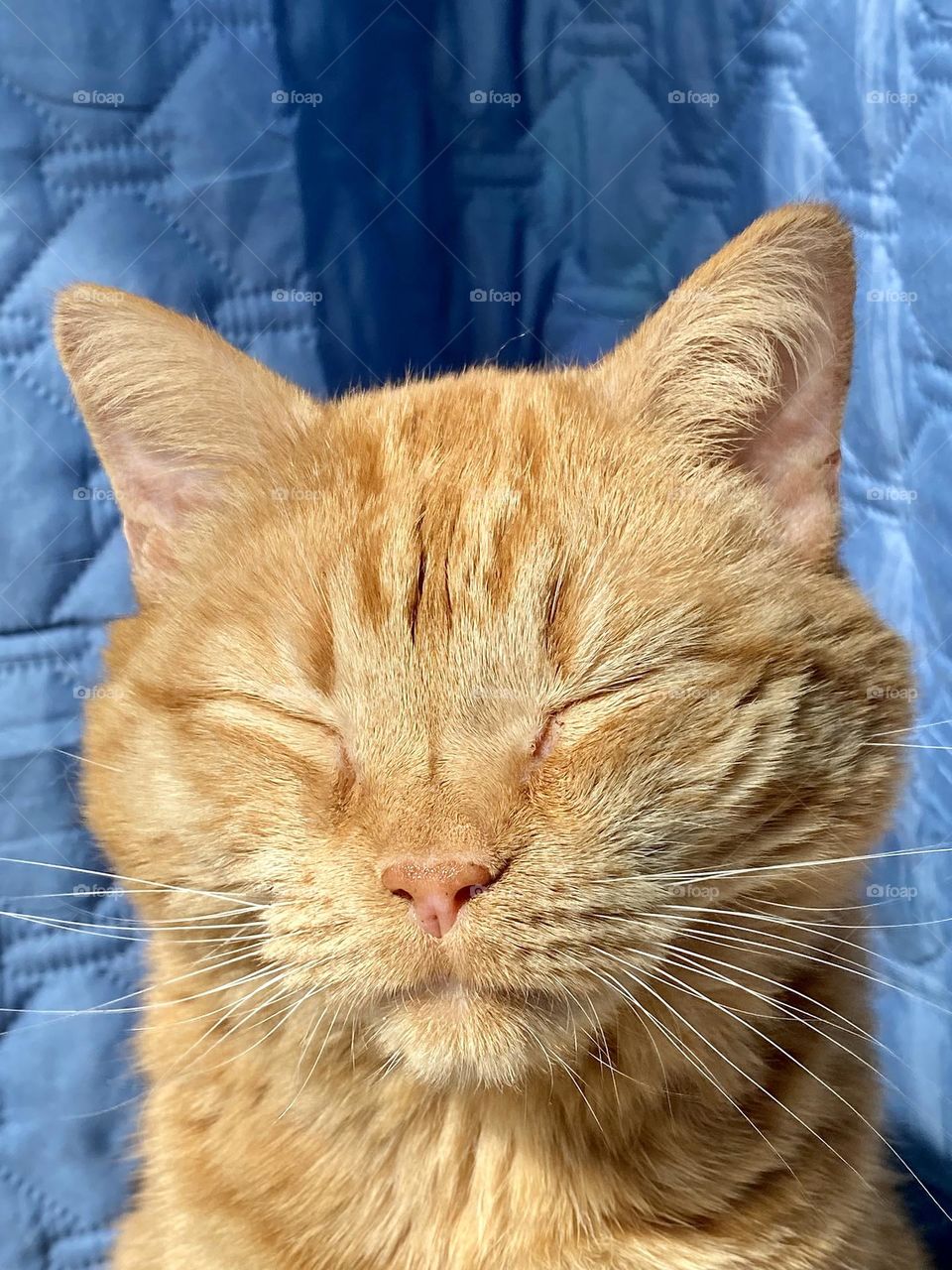 An orange cat falling asleep while sitting in the sun 