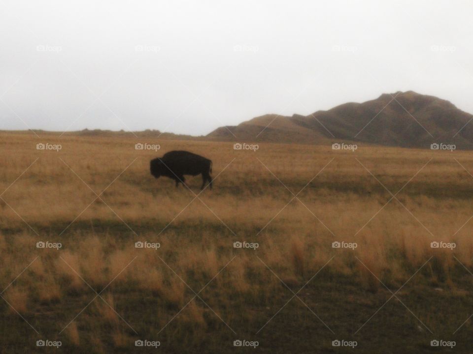 The Lone Bison