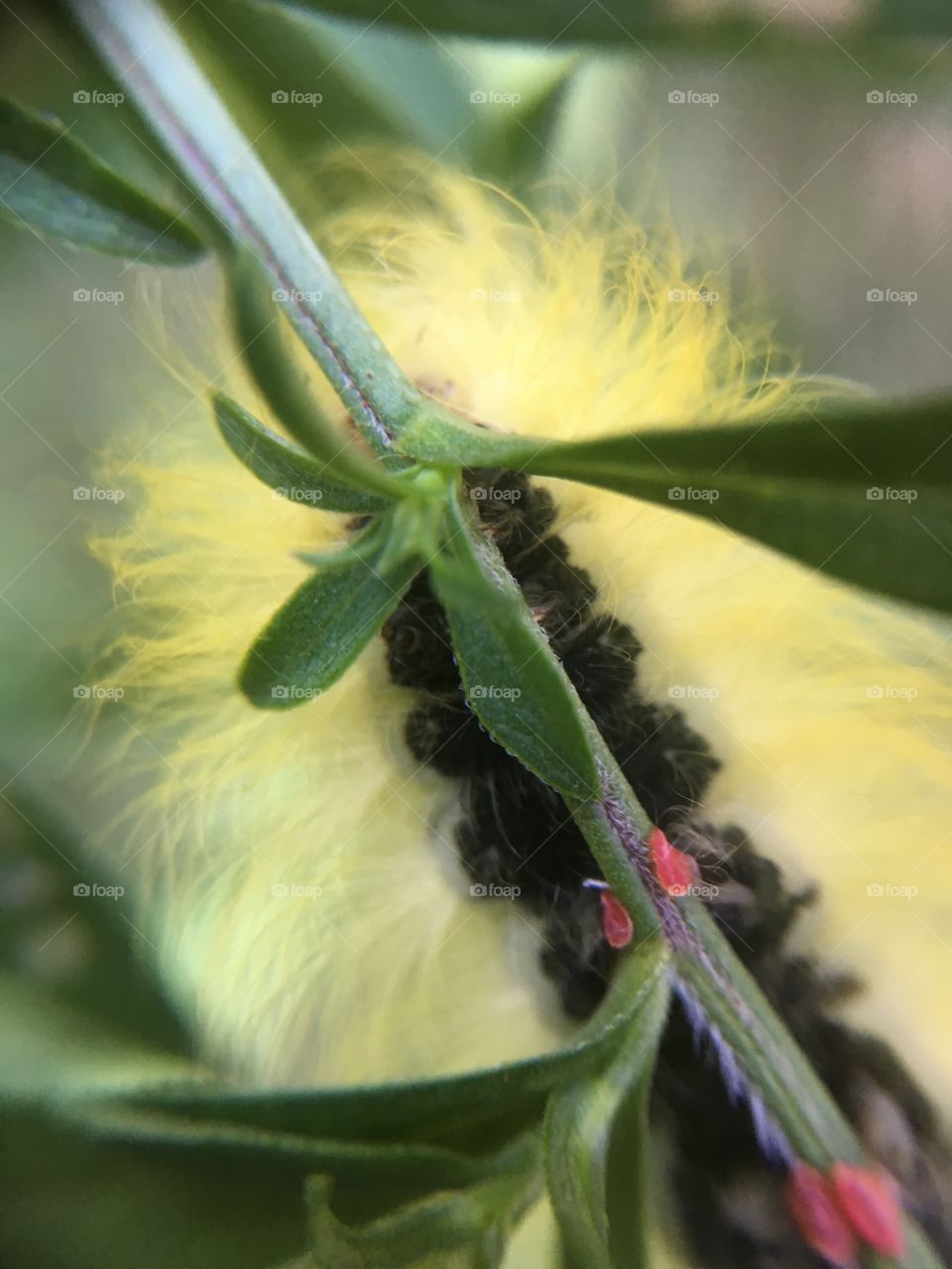 American dagger moth caterpillar 