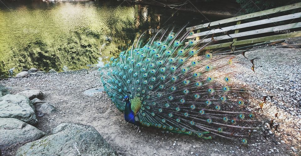 Peacock showing off in @HBH Zoo. Really nice and vibrant colors.