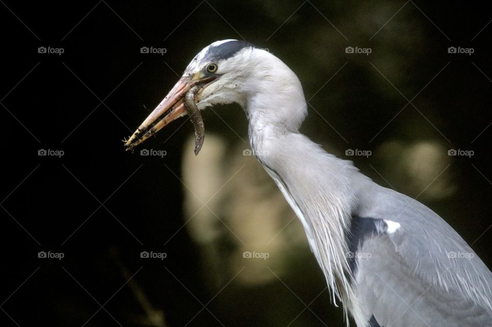 heron eating eel
