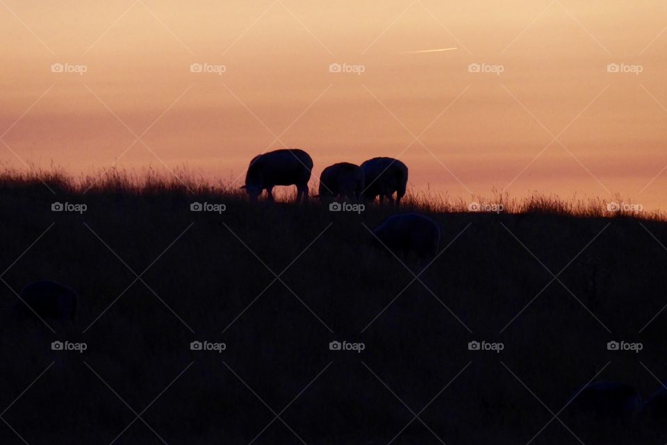 Sheep on the dike - Schleswig-Holstein 7/18