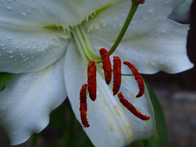 Lilly beauty