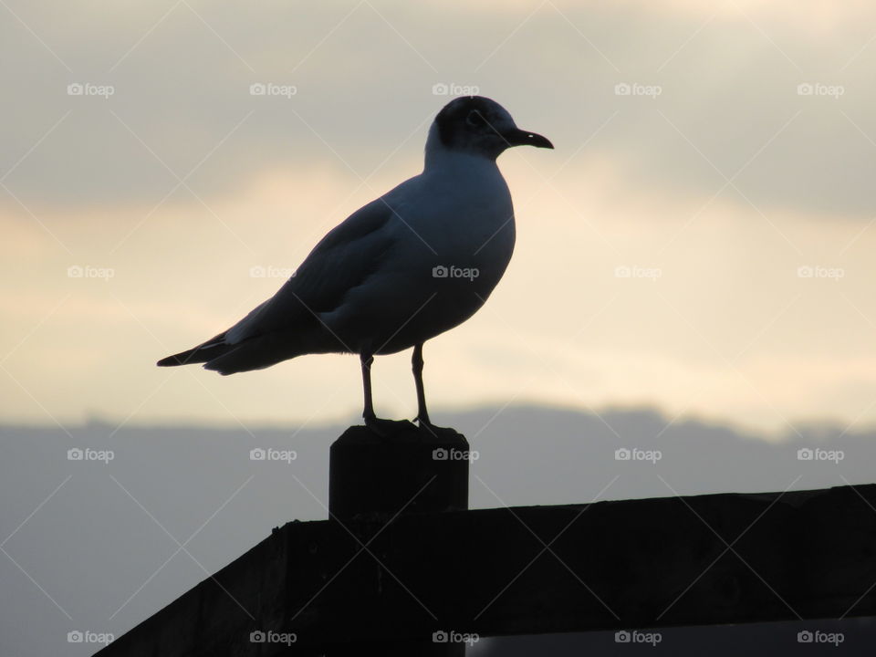 Seagull silhouette with the skyline turning to dusk