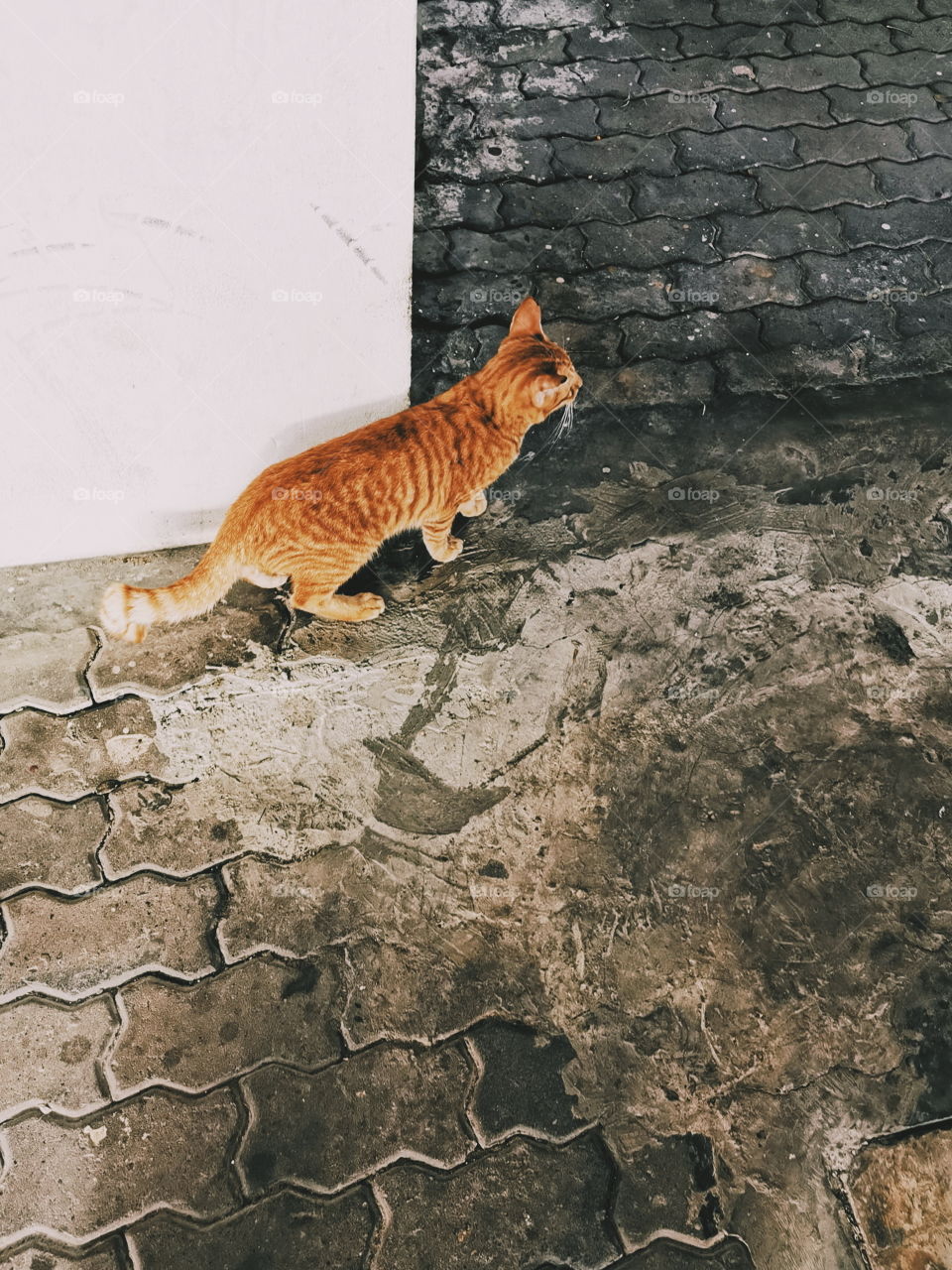 Curious cat