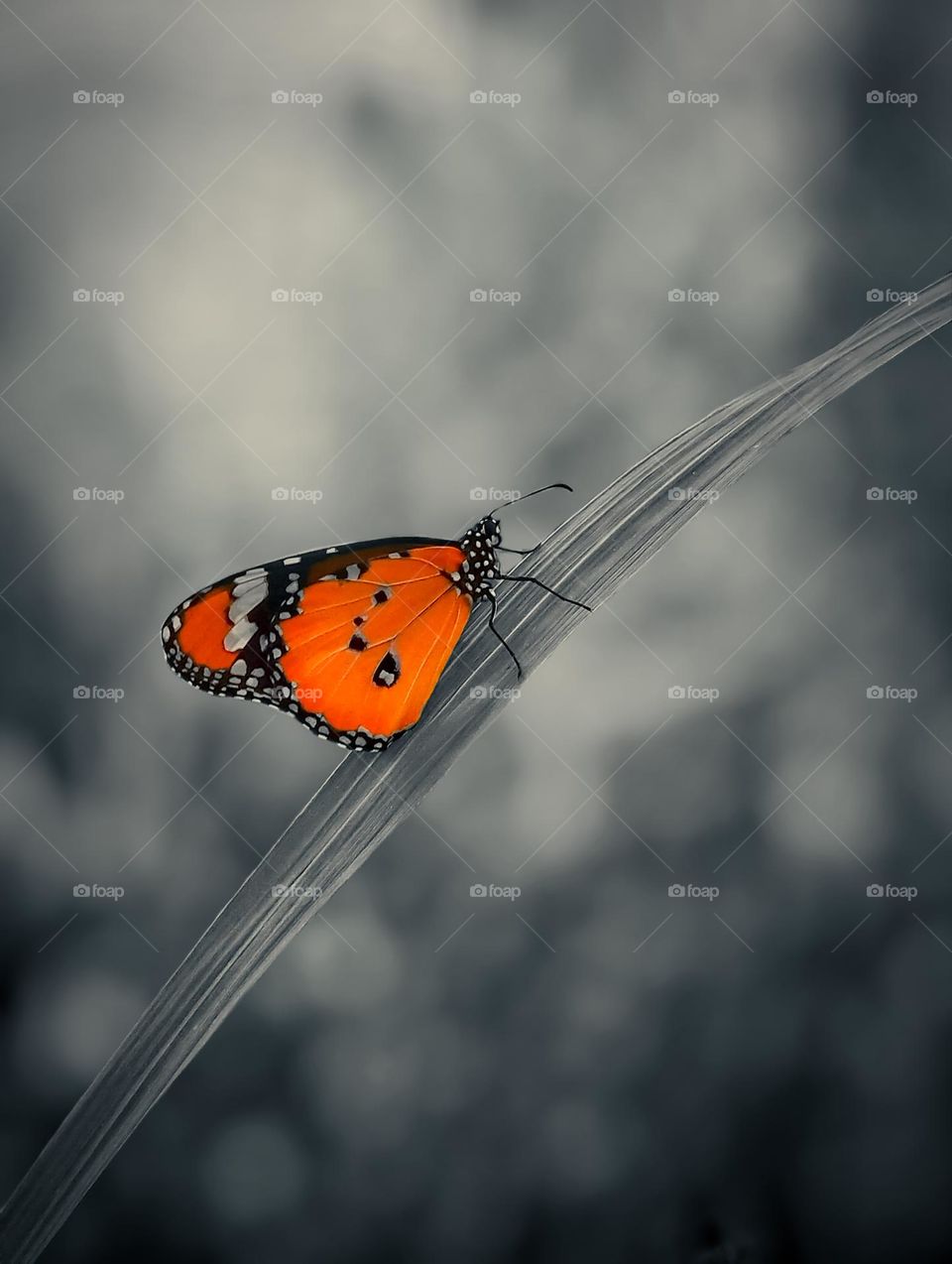 orange butterfly resting on the leaf