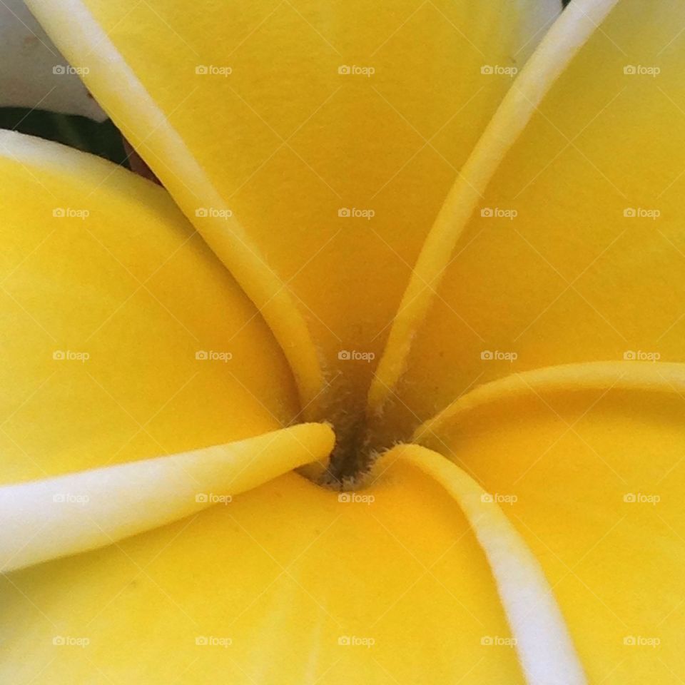 Yellow Plumeria