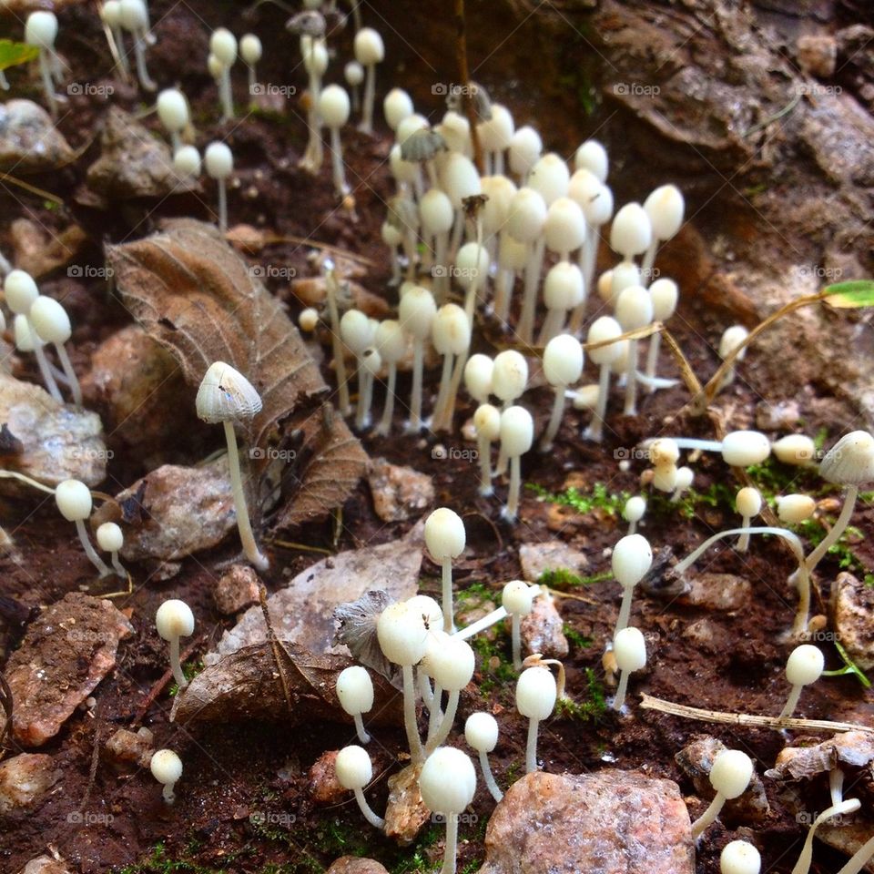Baby Mushroom Colony