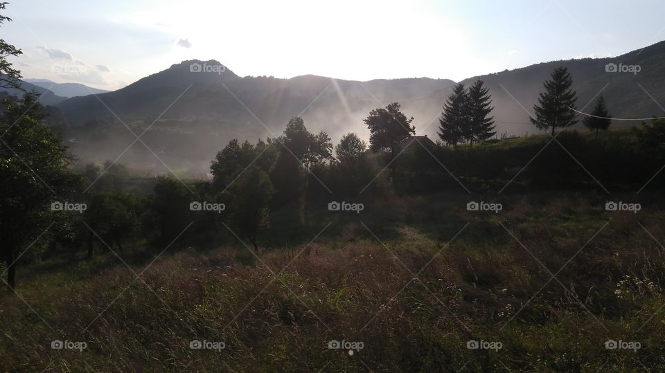 through the branches