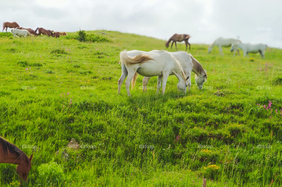 Horses enjoying the green grass