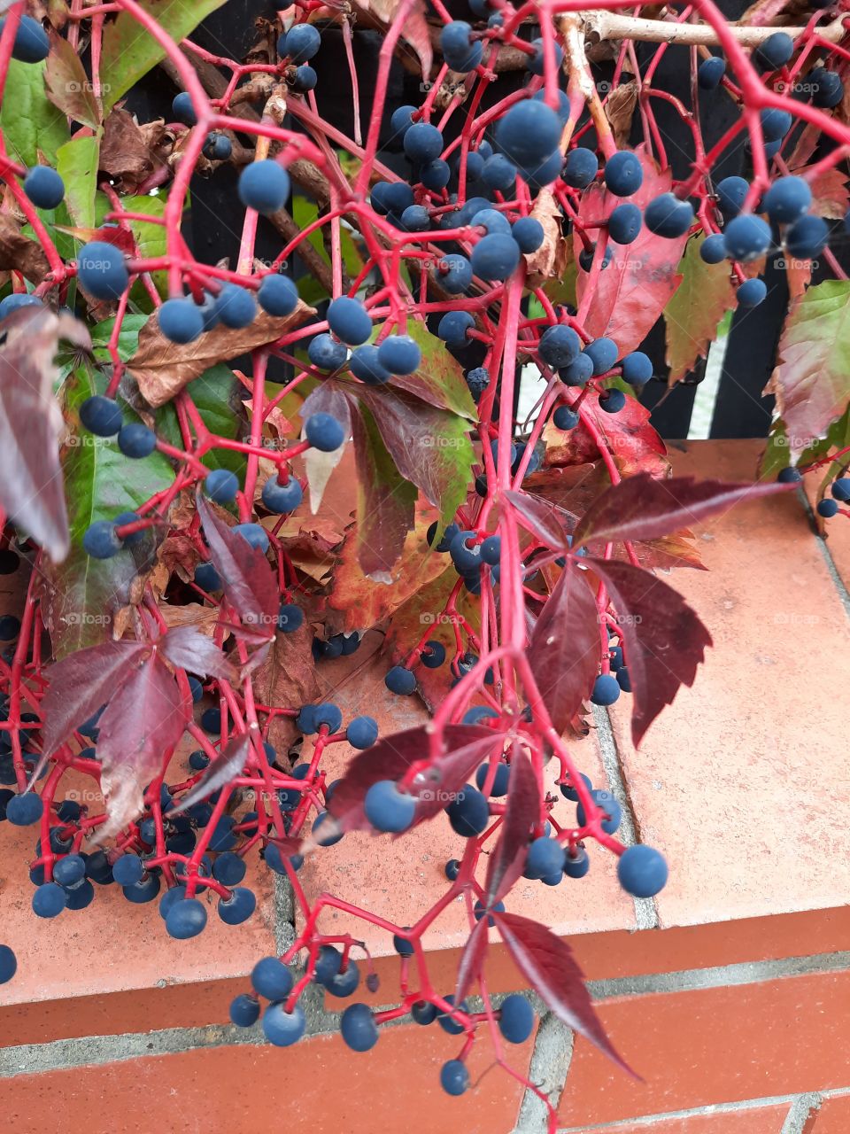 navy blue berries  red stems and leaves  of Virginia creeper