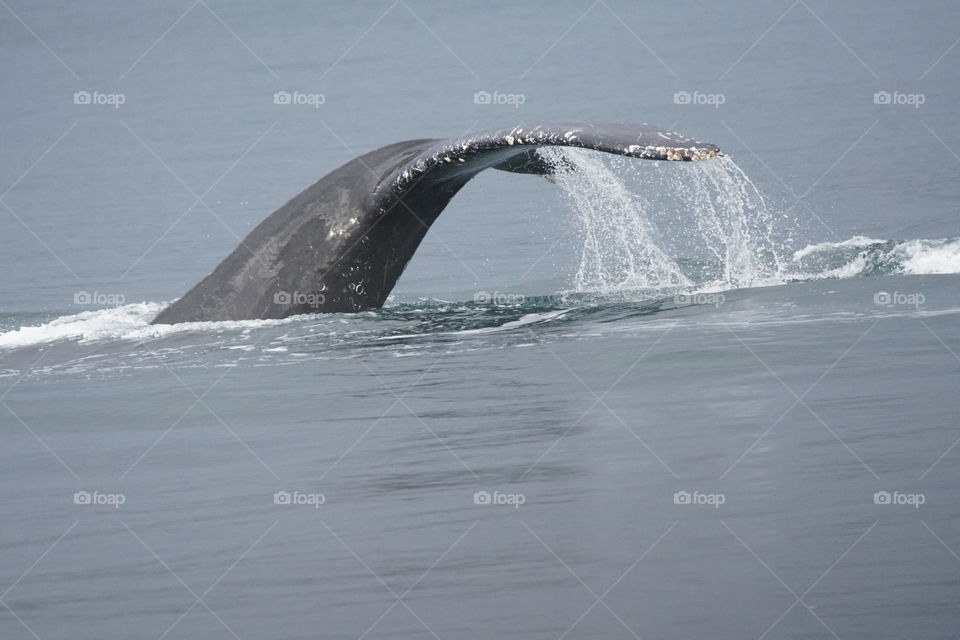 Close-up of whale swimming in water