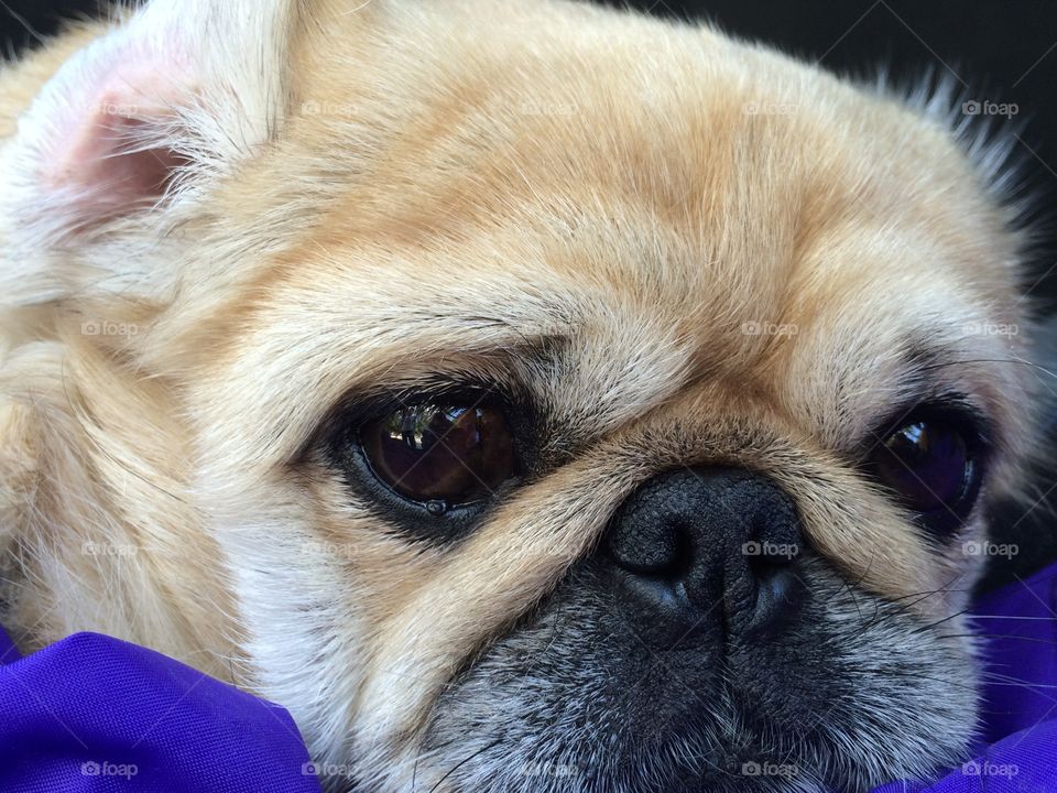 Extreme close-up of a cute dog