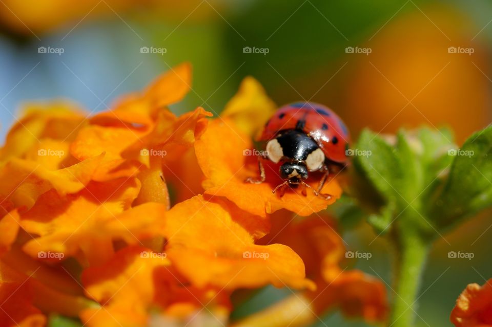 Ladybird on flower