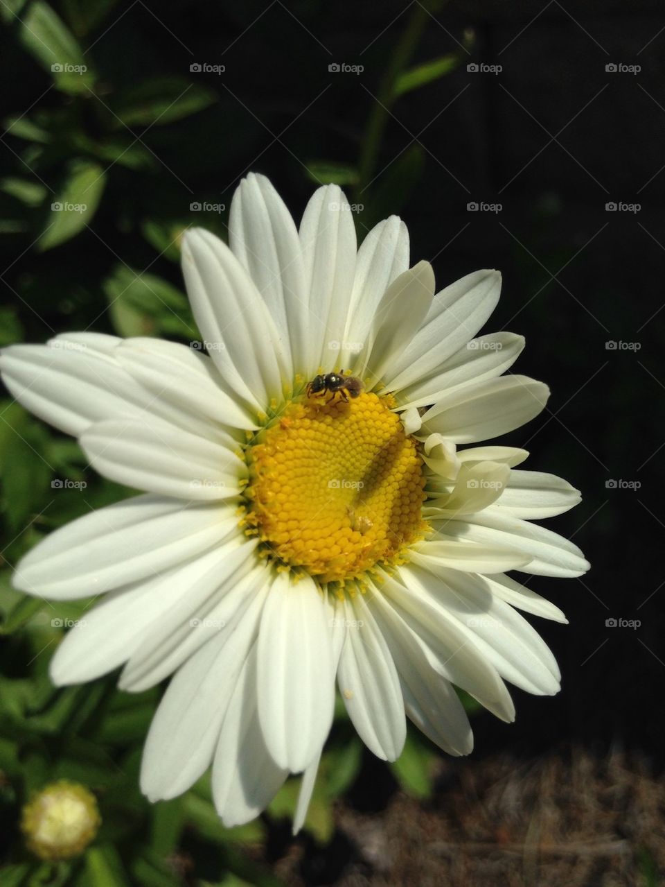 Honey bee on daisy flower