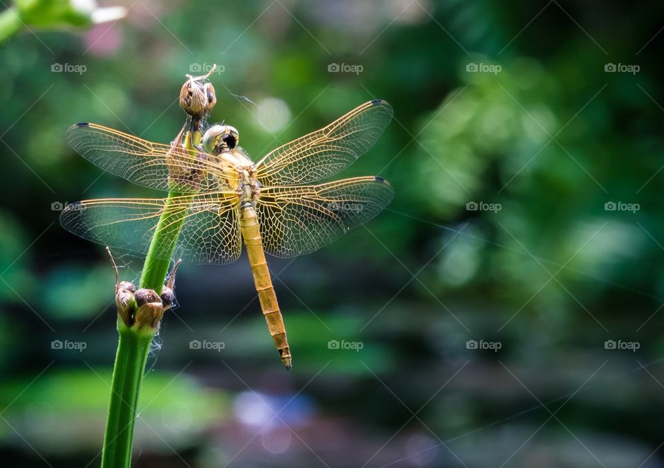 Dragonfly in the garden