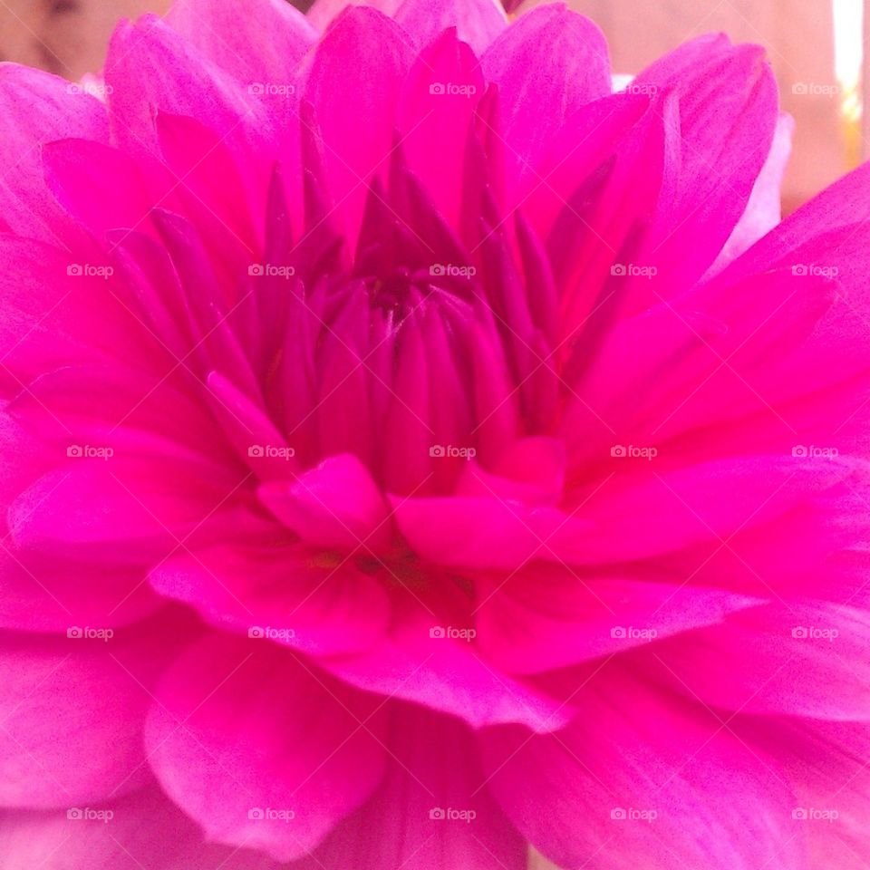 my First Dahlia