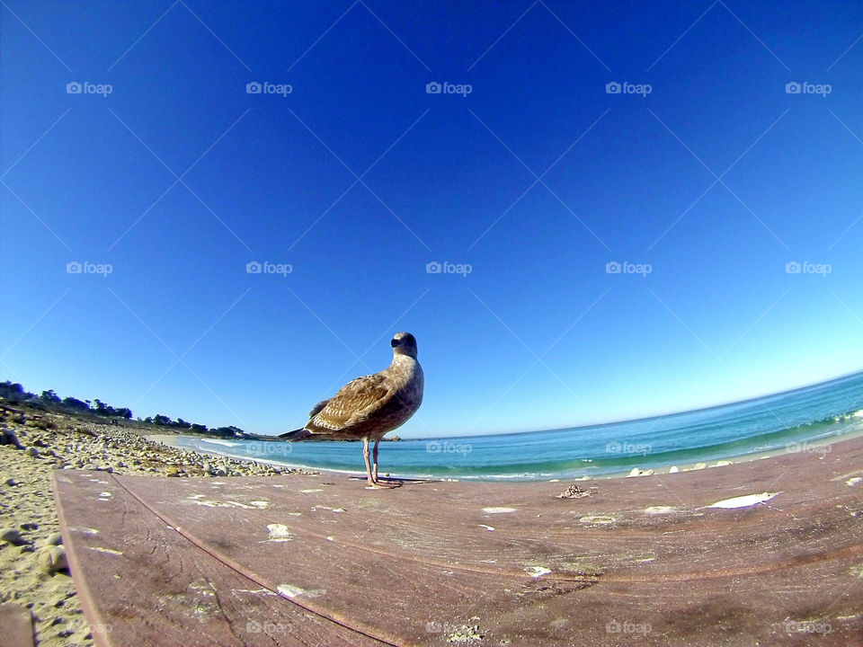 Bird on the beach