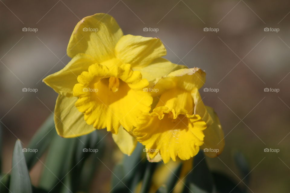 Daffodils  